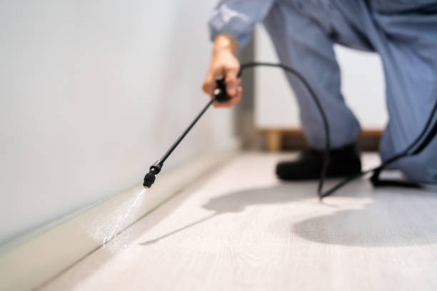 Certified termite inspector examining foundation in Ruhenstroth